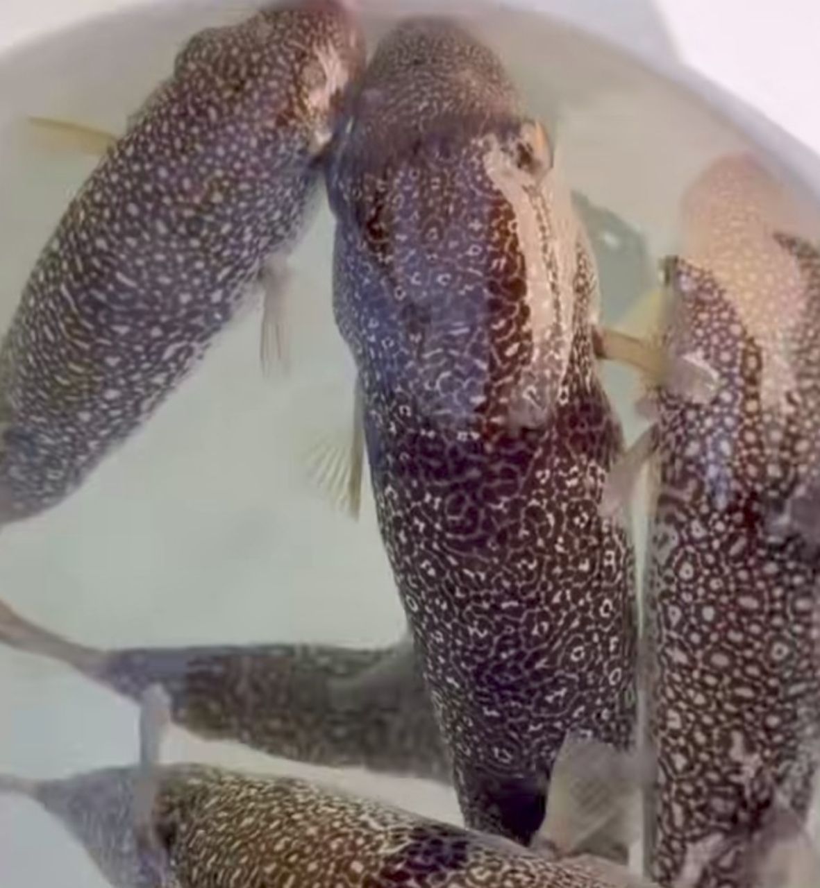 ショウサイフグ