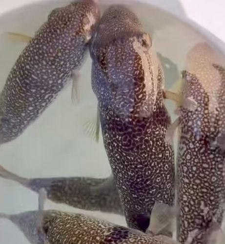 ショウサイフグの釣果