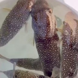 ショウサイフグ