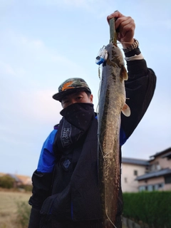 マナマズの釣果