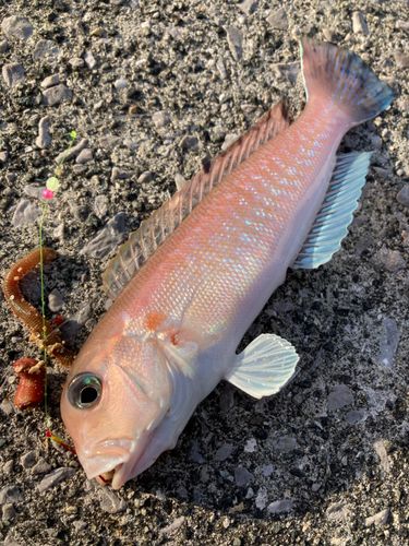 シロアマダイの釣果