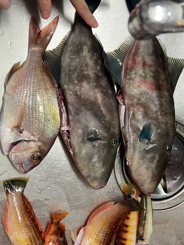 ウマヅラハギの釣果