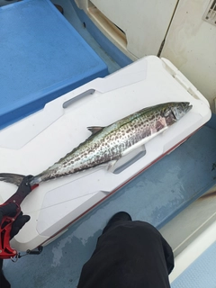 サワラの釣果