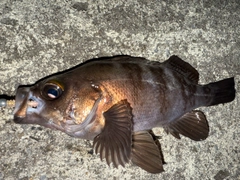 メバルの釣果