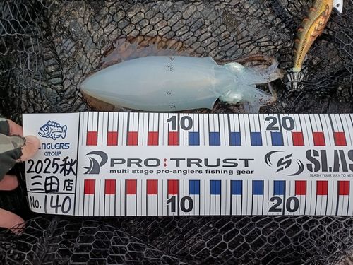 アオリイカの釣果