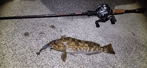 アブラコの釣果