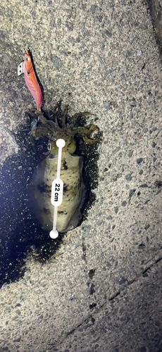 アオリイカの釣果