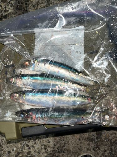 ウルメイワシの釣果