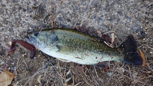 ブラックバスの釣果