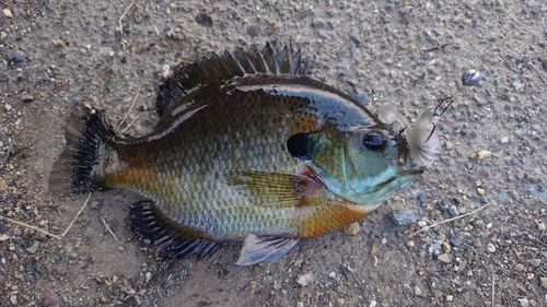 ブルーギルの釣果