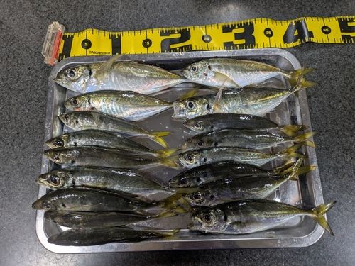 アジの釣果