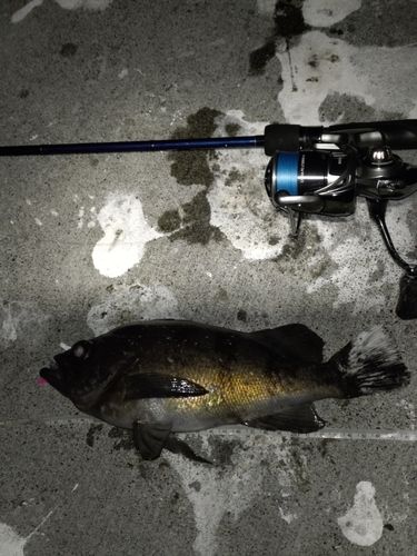 メバルの釣果