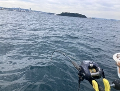 シロムツの釣果