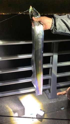 タチウオの釣果