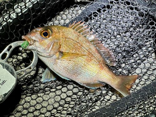 チャリコの釣果