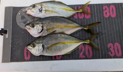 シマアジの釣果