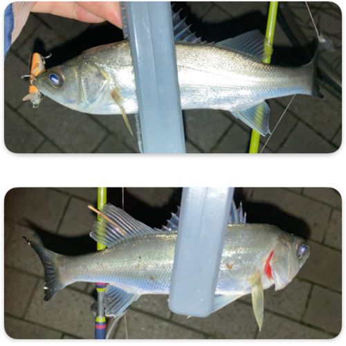 セイゴ（マルスズキ）の釣果