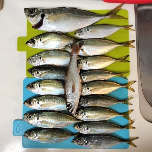 本牧海づり施設