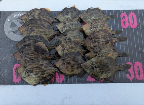 カワハギの釣果