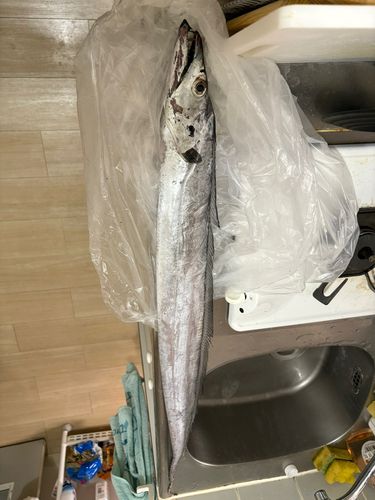 タチウオの釣果