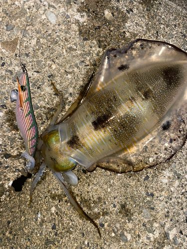 アオリイカの釣果
