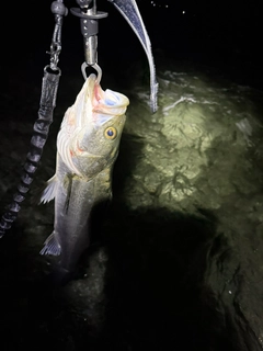 マルスズキの釣果