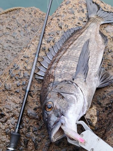 チヌの釣果