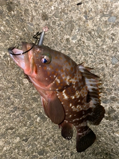 キジハタの釣果