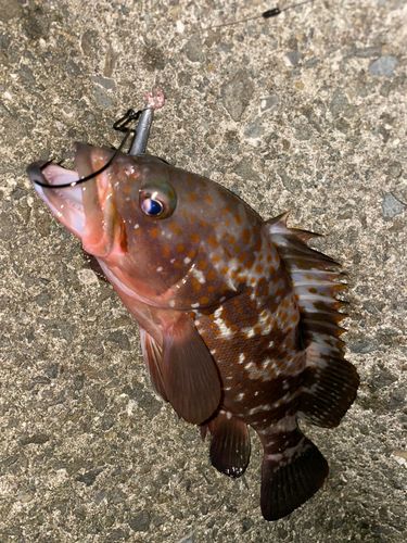 キジハタの釣果