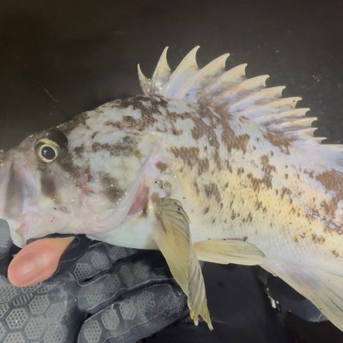 クロソイの釣果