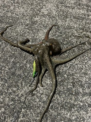 タコの釣果