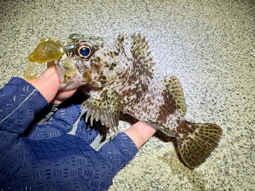 ムラソイの釣果