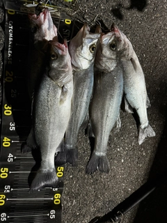 フッコ（ヒラスズキ）の釣果