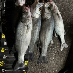 フッコ（ヒラスズキ）