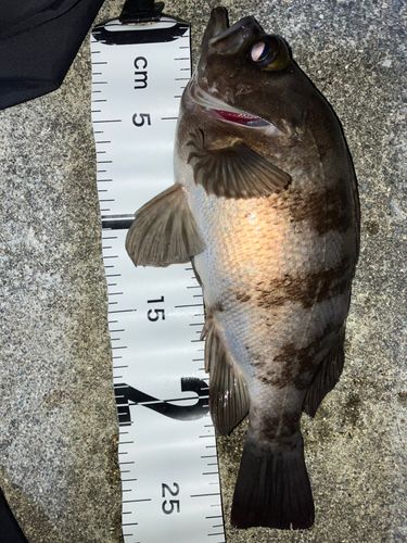 シロメバルの釣果