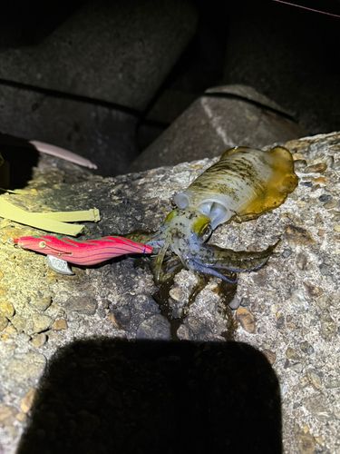 アオリイカの釣果