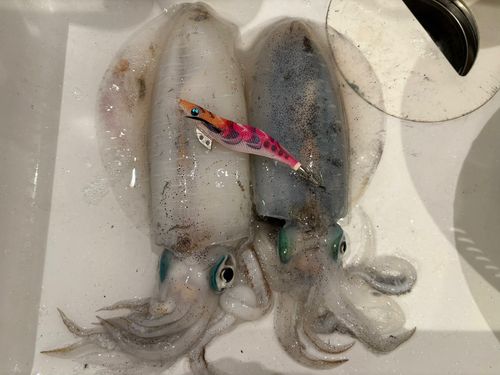 アオリイカの釣果