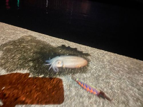 モンゴウイカの釣果