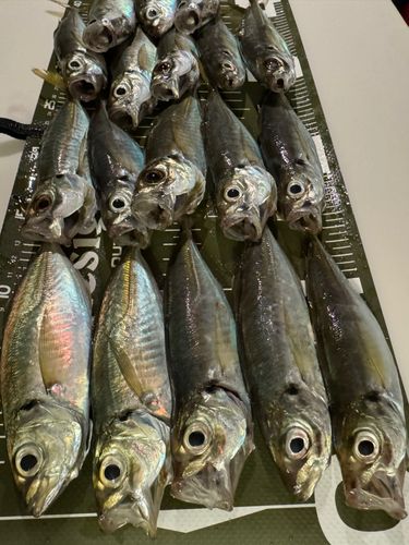 マアジの釣果
