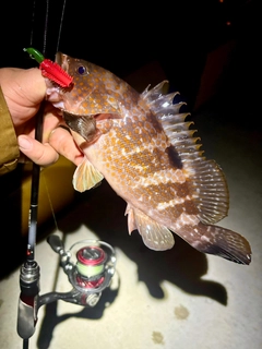 キジハタの釣果