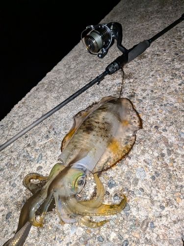 アオリイカの釣果