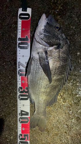 ディズニーリゾート付近