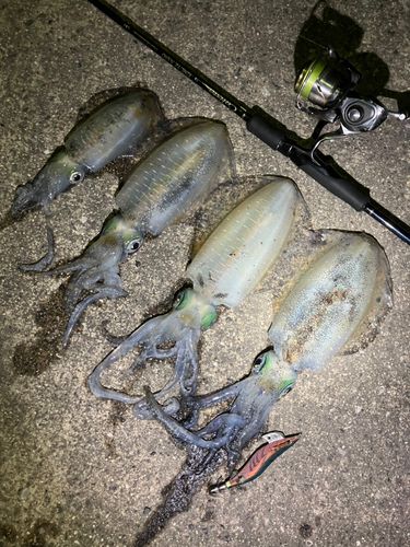 アオリイカの釣果
