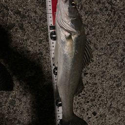 フッコ（タイリクスズキ）