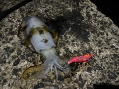 アオリイカの釣果