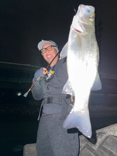 セイゴ（ヒラスズキ）の釣果