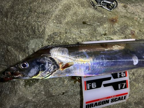 タチウオの釣果