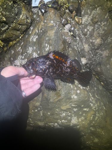 オウゴンムラソイの釣果