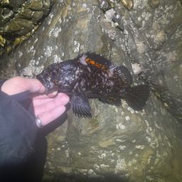 オウゴンムラソイ