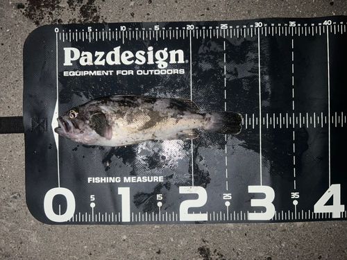 クロソイの釣果